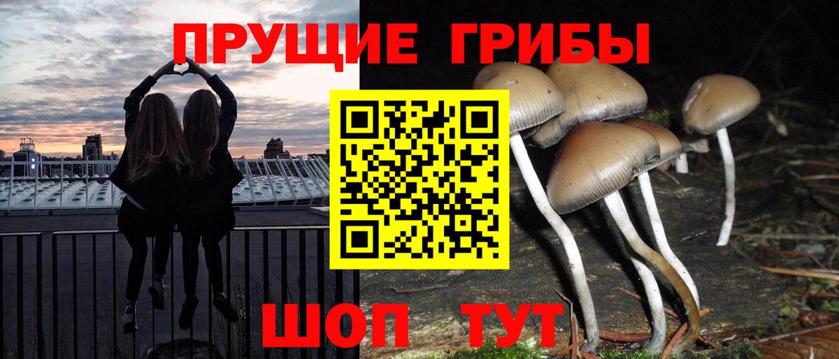 Галлюциногенные грибы Psilocybine cubensis  Вход с VPN  Галлюциногенные грибы мицелий  Нерюнгри 